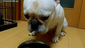 Терпеливый пёсик - смотреть видео (0:56)