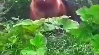 Сходили за грибами - смотреть видео (0:31)