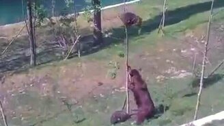 Мамины крайние меры - смотреть видео (1:04)