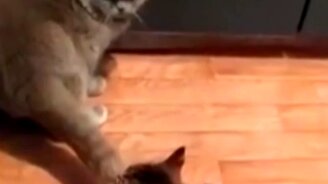 Перепутала хвост с мышкой - смотреть видео (0:27)