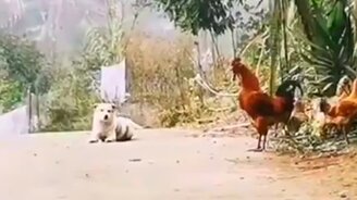 Собака говорит по-петушиному - смотреть видео (0:07)