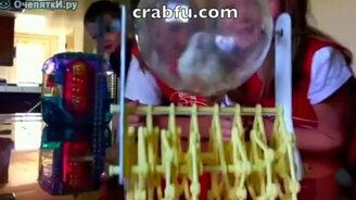 Хомяк учится на пилота - смотреть видео (1:34)