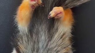 Белка просыпается - смотреть видео (0:13)