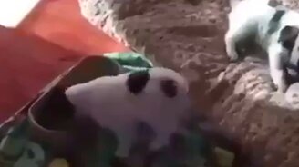 Когда хвост управляет тобой - смотреть видео (0:24)