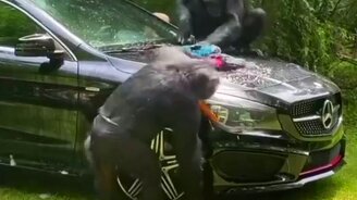 Моем авто за бананы - смотреть видео (0:09)