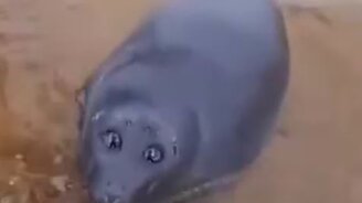 Эти глаза, этот взгляд - смотреть видео (0:22)