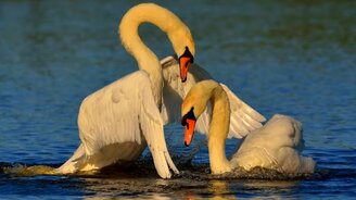 Простая мелодия любви и лебеди - смотреть видео (5:06)