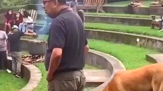 Осторожный воришка - смотреть видео (0:08)