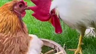 У петуха явно есть вопросы к курочке - смотреть видео (0:10)