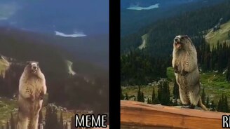 Разоблачение с кричащим сурком - смотреть видео (0:32)