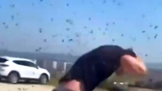 Божьи коровки наступают - смотреть видео (0:39)