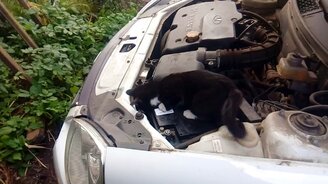 Диагностика двигателя - смотреть видео (0:37)