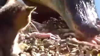 Наглость - кошачье счастье - смотреть видео (0:59)