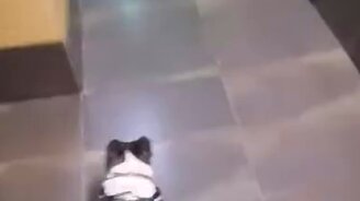 Передумал гулять - смотреть видео (0:29)