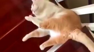 Кот стекает по лестнице - смотреть видео (0:25)