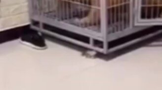 Пёс, ты издеваешься? - смотреть видео (0:21)