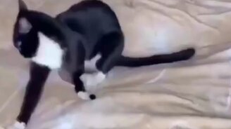 Реакция кота на кошачью мяту - смотреть видео (0:24)