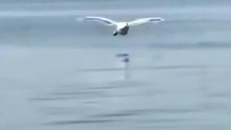 Посадка лебедя на воду - смотреть видео (0:12)