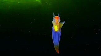 Вы видели северного клиона? - смотреть видео (0:24)