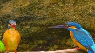 Супруга не в духе - смотреть видео (0:33)