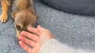 Они нашли друг друга - смотреть видео (0:44)