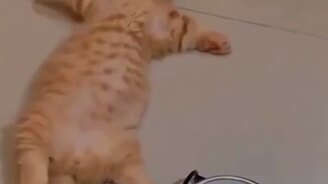 Как это - наесться до отвала - смотреть видео (0:15)