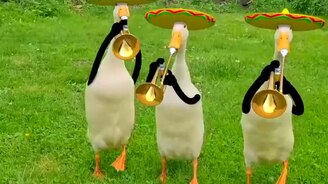 Утки-музыканты и утки-певицы - смотреть видео (0:23)