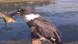 Отбивная из свежей рыбы - смотреть видео (0:23)