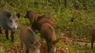 Кабаны пришли во двор - смотреть видео (0:46)