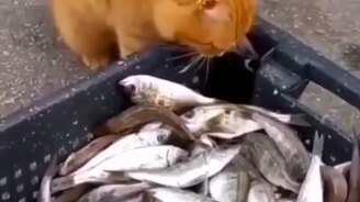 Котик - щедрая душа - смотреть видео (0:16)