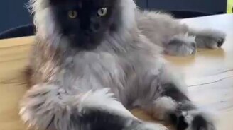 Красавец или чертёнок? - смотреть видео (0:11)