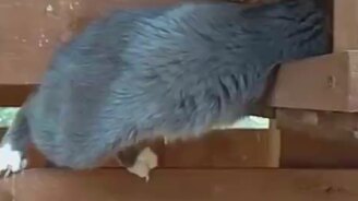 Сало для синичек? - смотреть видео (0:40)