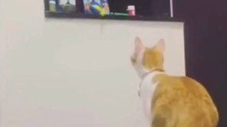 Мам, достань игрушку - смотреть видео (0:37)