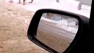 Лапа, прочь от колбасы! - смотреть видео (0:10)