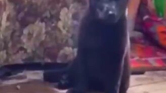 Неуклюжий щенок - смотреть видео (0:11)