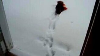 Тонет в снегу - смотреть видео (0:41)