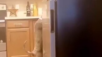 Прикинулся хозяином - смотреть видео (0:10)