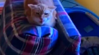 Реакция кота, когда он видит подушку со своей мордой - смотреть видео (0:09)