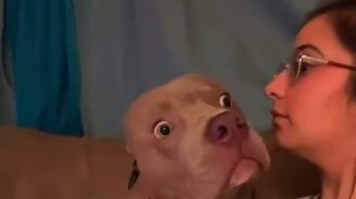 Хозяйка, ты чего гавкаешь? - смотреть видео (0:09)