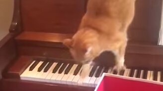 Кот решил слезть с пианино и пожалел об этом - смотреть видео (0:09)