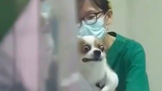 Когда сильно страшишься уколов - смотреть видео (0:14)