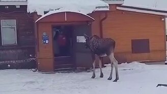 Лось возле продуктового магазина - смотреть видео (0:35)