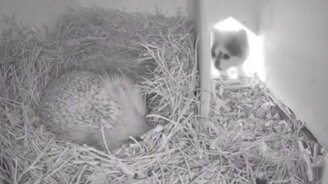 Сдуло от страха - смотреть видео (0:22)