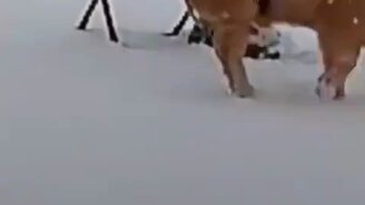 Хрюша пришла на рыбалку - смотреть видео (0:58)