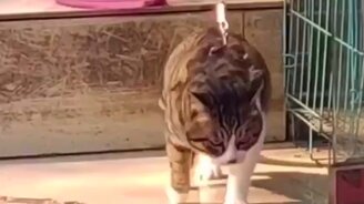 Вижу цель, не вижу преград - смотреть видео (0:15)