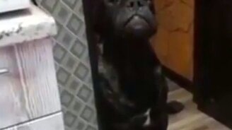 Как надо просить кушать - смотреть видео (0:22)