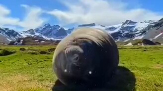 Как чихает тюлень - смотреть видео (0:14)