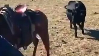 Лошадь защищает хозяина - смотреть видео (0:31)