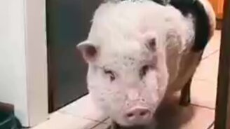 Верхом на свинье - смотреть видео (0:09)