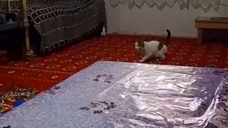 Как выглядит кОтапульта - смотреть видео (0:10)